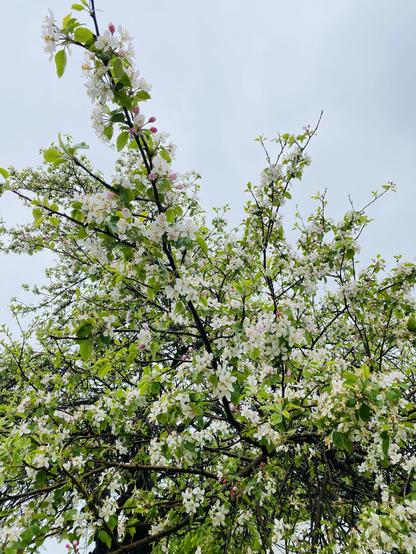 Boughs on a big apple tree covered in pinkish white blossoms and bright spring green leaves.