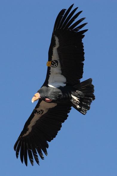An adult california condor in flight. Tracking tags can be seen on both wings, in white on black, reading 62.