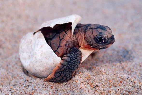 Loggerhead turtle hatchling breaking out of the egg.
