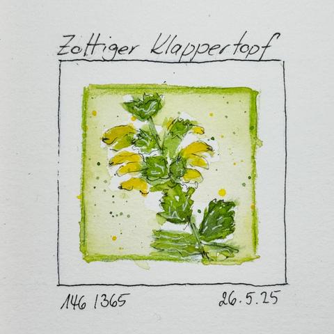 Eine Aquarellillustration einer Pflanze mit der Bezeichnung "Zottiger Klappertopf", die grüne Blätter und gelbe Blüten aufweist. Der Hintergrund ist hellgrün mit Farbspritzern. Der Boden enthält Zahlen und ein Datum.