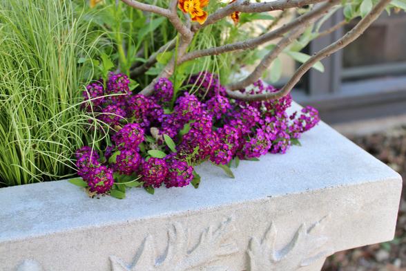 Close up of the corner of a cement square garden container with smallish globe shaped clusters of tiny purple flowerets growing close together with a few small elongated green leaves of their plant poking through between. There are neighboring green foliage plants and some small branches plus a partial view of a yellow and red bloom at the top of the frame. Beyond the container is a blurred partial view of a window with a gray frame on a cream colored wall above the top of some plants in a flower bed.