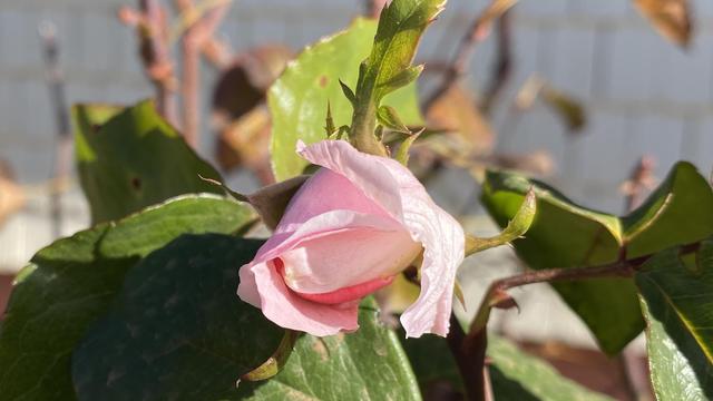 A pink rose bud that’s just opening.