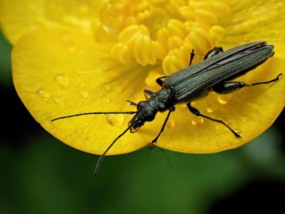 A focus-stacked image of a beetle in a bright yellow buttercup, with droplets of rain pooled on the petals.