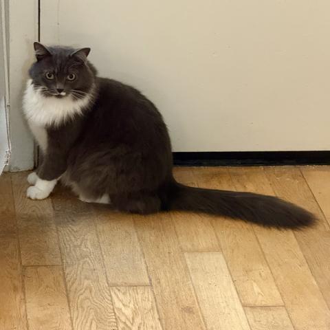 A fluffy gray and white cat sits on a wooden floor, facing a door. The cat has big eyes and a thick tail, with white fur on its chest and paws.