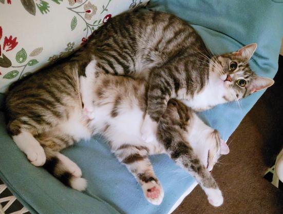 A grey-white and a brown-white Tabby cuddling on a chair on a light blue blanket with a flowered cushion in their back.
One is looking into the camera, looking alert with one back- and one front leg on her sister in front of her, looking as if she holds her 
The other one lays half on her back, stretching her head backwards, looking very satisfied and relaxed.