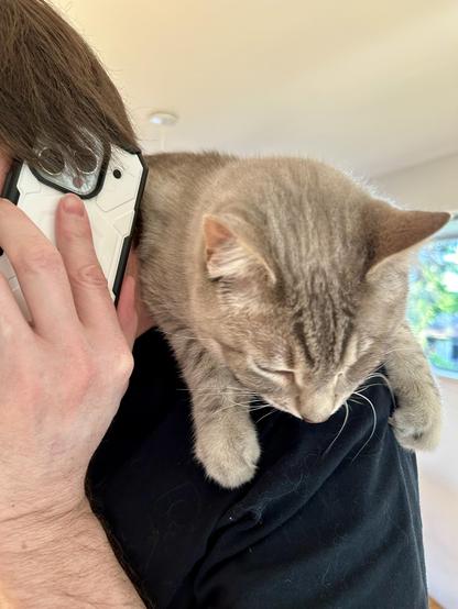 Doots, a one-eyed Lynx Point Siamese cat, lounging on my spouse’s shoulders and listening in on his cell phone conversation.