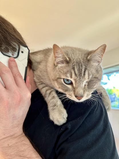 Doots, a one-eyed Lynx Point Siamese cat, perched on my spouse’s shoulders and listening in on his phone conversation.