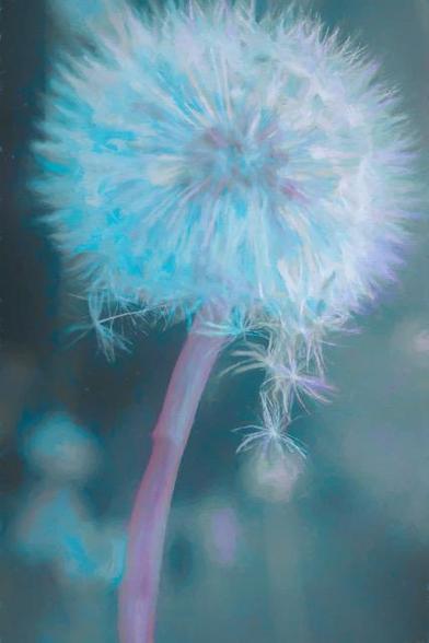 The image features a single dandelion seed head, blowball, or puff ball glowing magically in the waning light.

Folklore has it that if you blow a seed head, the number of seeds remaining is how many children you'll have. Another interpretation says that if you blow off all the seeds, you are loved, but if some seeds cling to the stalk, it signifies your intended may be having second thoughts.

When I was a child, the fluffy heads that develop after the yellow flower has died were often held close to the lips and blown upon to disperse the pappus, or seeds, just before blowing, we would make a wish. The frail white fluff, exploding into the air, then carries the broadleaf perennial seeds to other places in the lawn to be dug up the following summer.

It is a whimsical image and a reminder of childhood for many.  Created in cool tones of blue and pink, reminiscent of the magical light that comes at the end of the day.