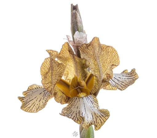On a white BG a single open iris flower and one tightly furled bud. The flags are gold spotted and veined with maroon. The falls are creamy white with a gold edge, spotted and edged with maroon. Beard light yellow tips, white base.