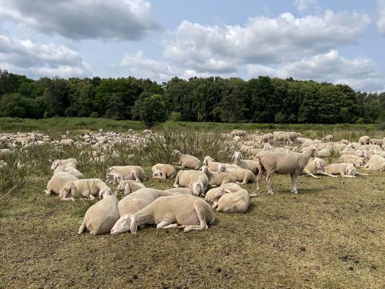 A herd of sheep rests on a grassy field, with some standing and others lying down. The background features a line of trees and a partly cloudy sky.