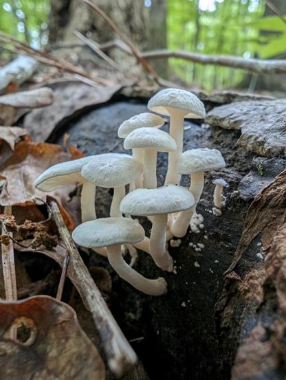 A cluster of nine small white mushrooms growing off of a nursery log. Species unknown.