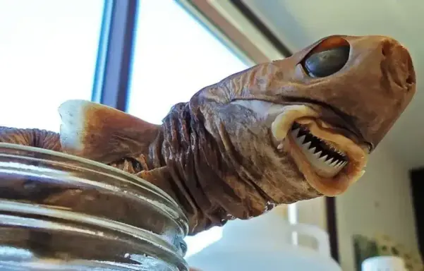Squalelet féroce requin emporte-pièce