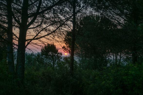 sunrise in the distance seen through a foreground of pine trees