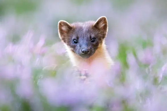 pine marten in flowering heather, black isle, scotland