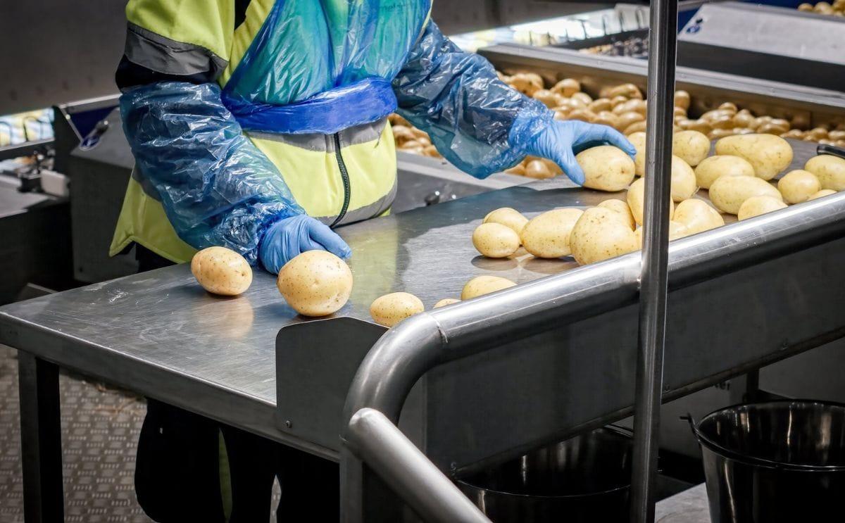  European Potato Processing Industry Focuses on Automation and Efficiency #Europe