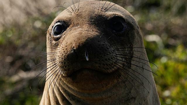 A southern elephant seal surprised Rio's Copacabana beachgoers, drawing crowds, photos and social media buzz as officials set up barriers to protect it. 