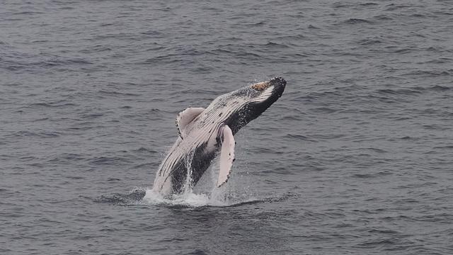 Southern right whales return to Hermanus, South Africa, drawing crowds to the cliffs and whale festival as mothers nurse newborn calves in Walker Bay. 