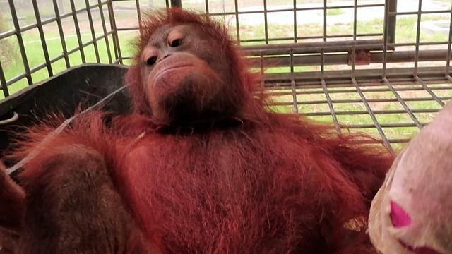 A young orangutan has been rescued from wildfires in Borneo. Named Novita, the three- to four-year-old female was found clinging to a tree in Central Kalimantan on 26 September, with burns to her hands and feet after crossing the flames.