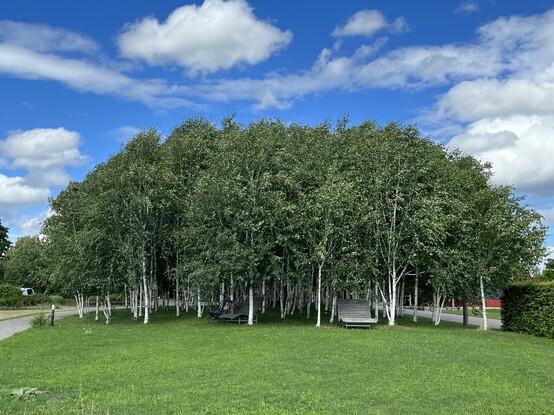 Grove of birch trees at the Weleda gardens, planted for children born to coworkers