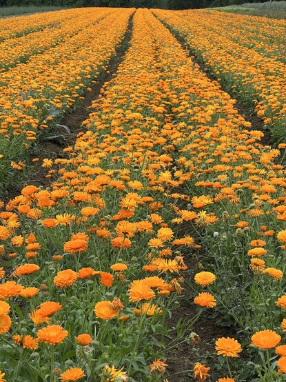 A field of cultivated marigolds (calendula) at the Weleda garden in Schwäbisch Gmünd