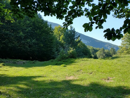 An alpine meadow, framed by overhanging tree branches. Sky and a green mountain slope in the background.