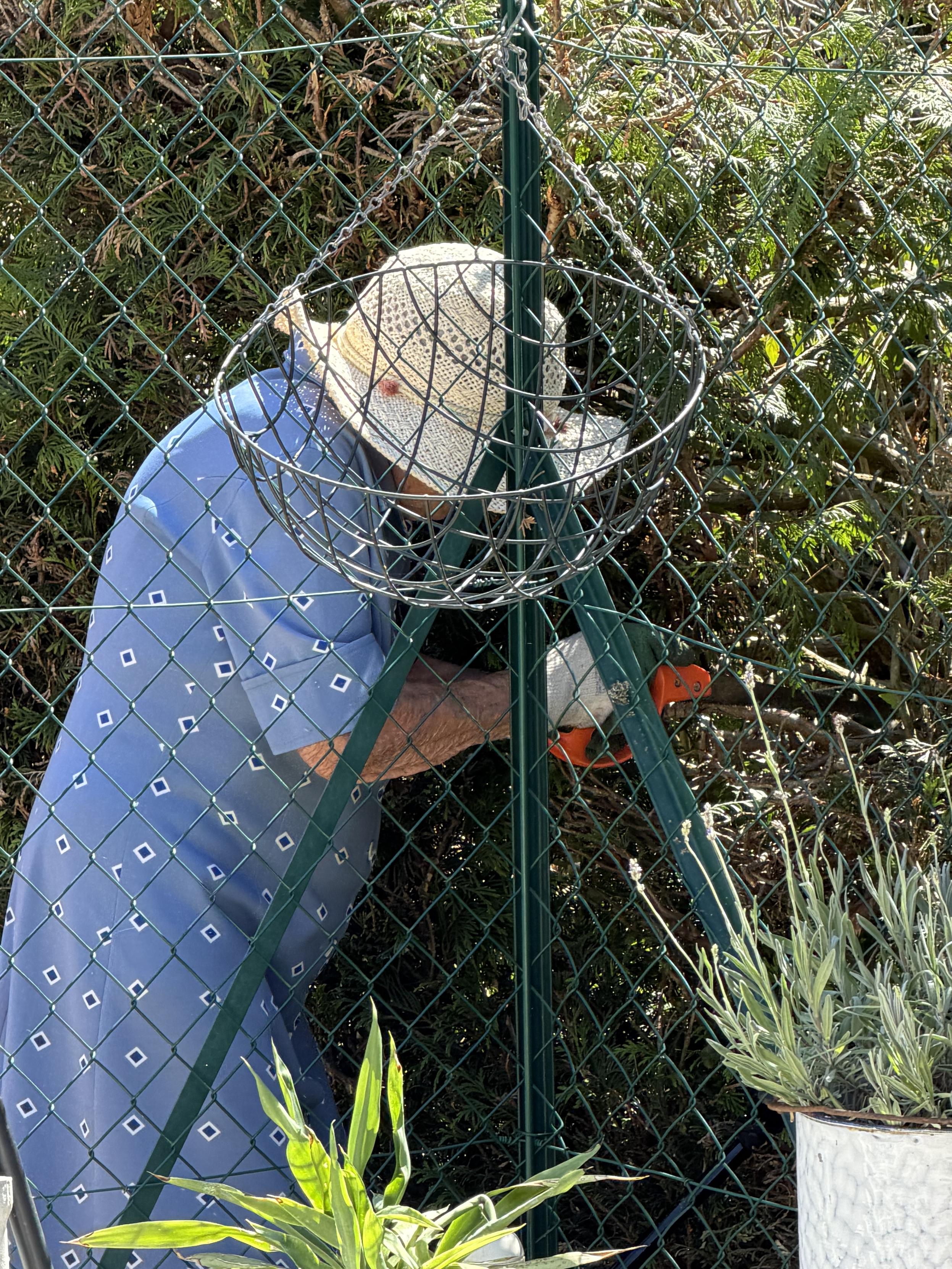 A tiny lady in a blue dress with a white sun hat is cutting her conifers with a hand saw behind the fence.